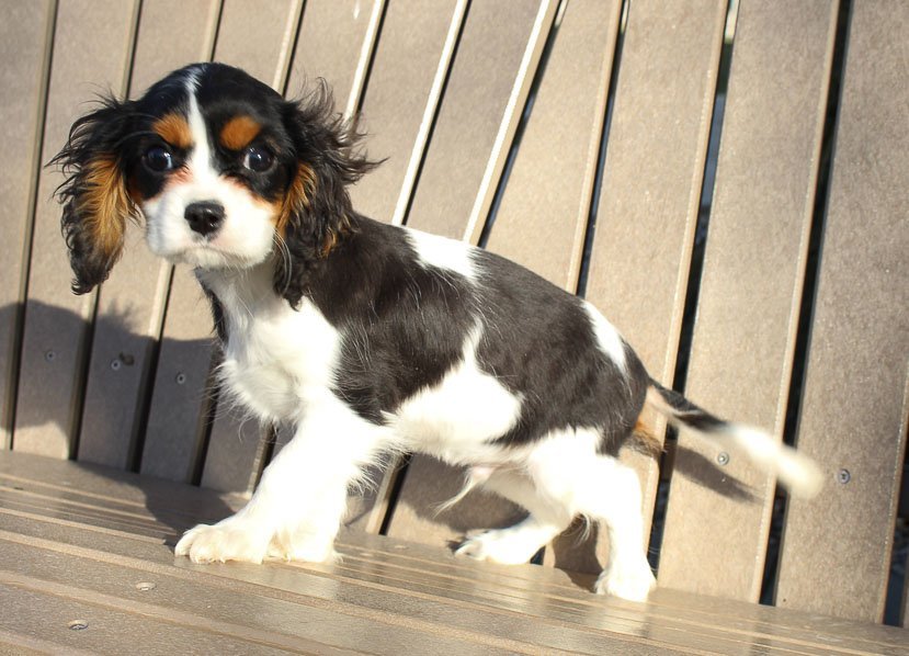 23+ Cavalier King Charles Spaniel Mix Puppies For Sale Near Me l2sanpiero