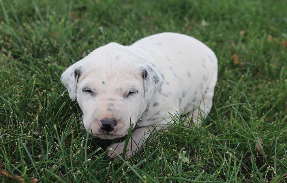 Dog Breeders Near Me Find a Breeder Near Me Today VIP Puppies