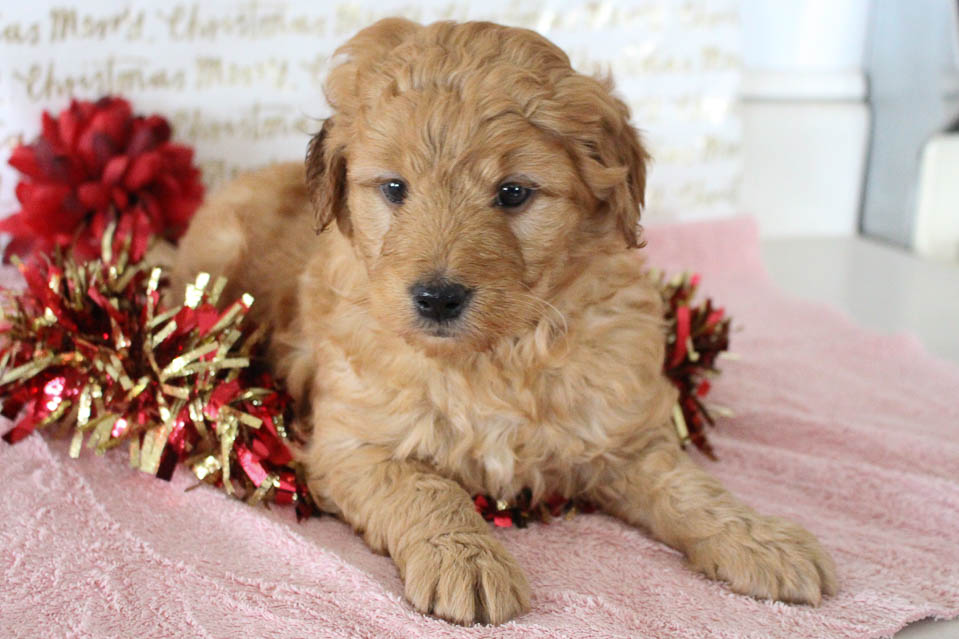Great Dane Puppies Grabill Indiana We Have These Three