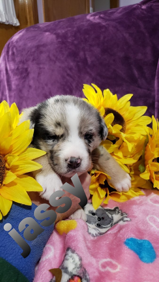 Dog Breeders Near Me Find a Breeder Near Me Today VIP Puppies