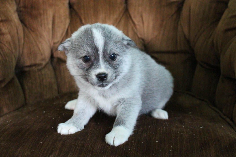 Krista female Pomsky pup for sale at Spencerville, Indiana VIP Puppies