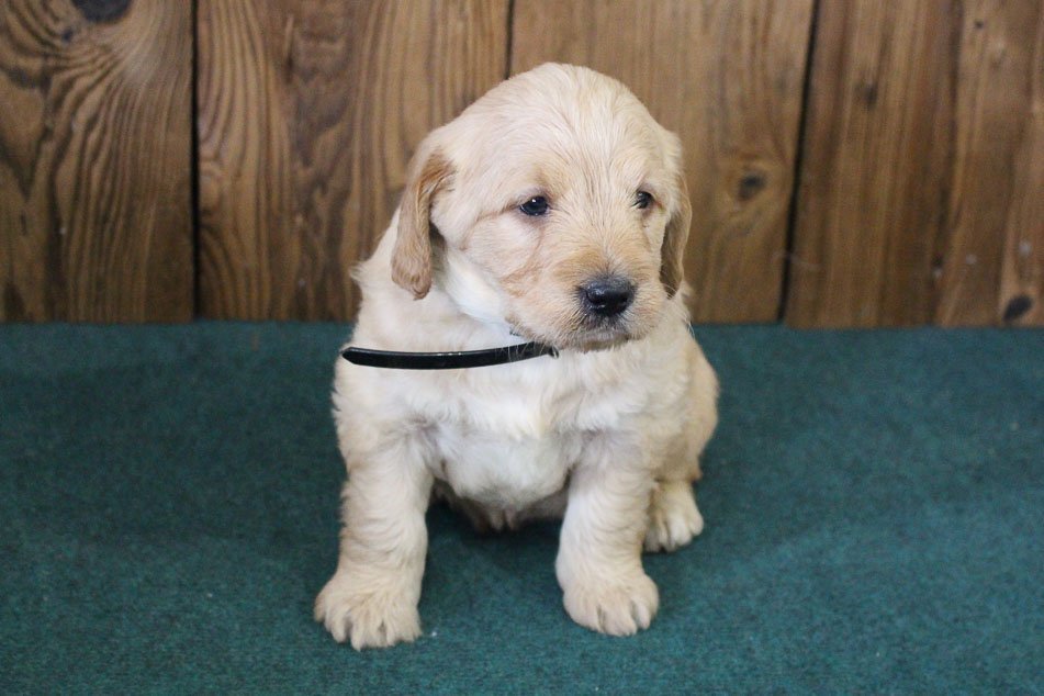 Dog Breeders Near Me Find a Breeder Near Me Today VIP Puppies