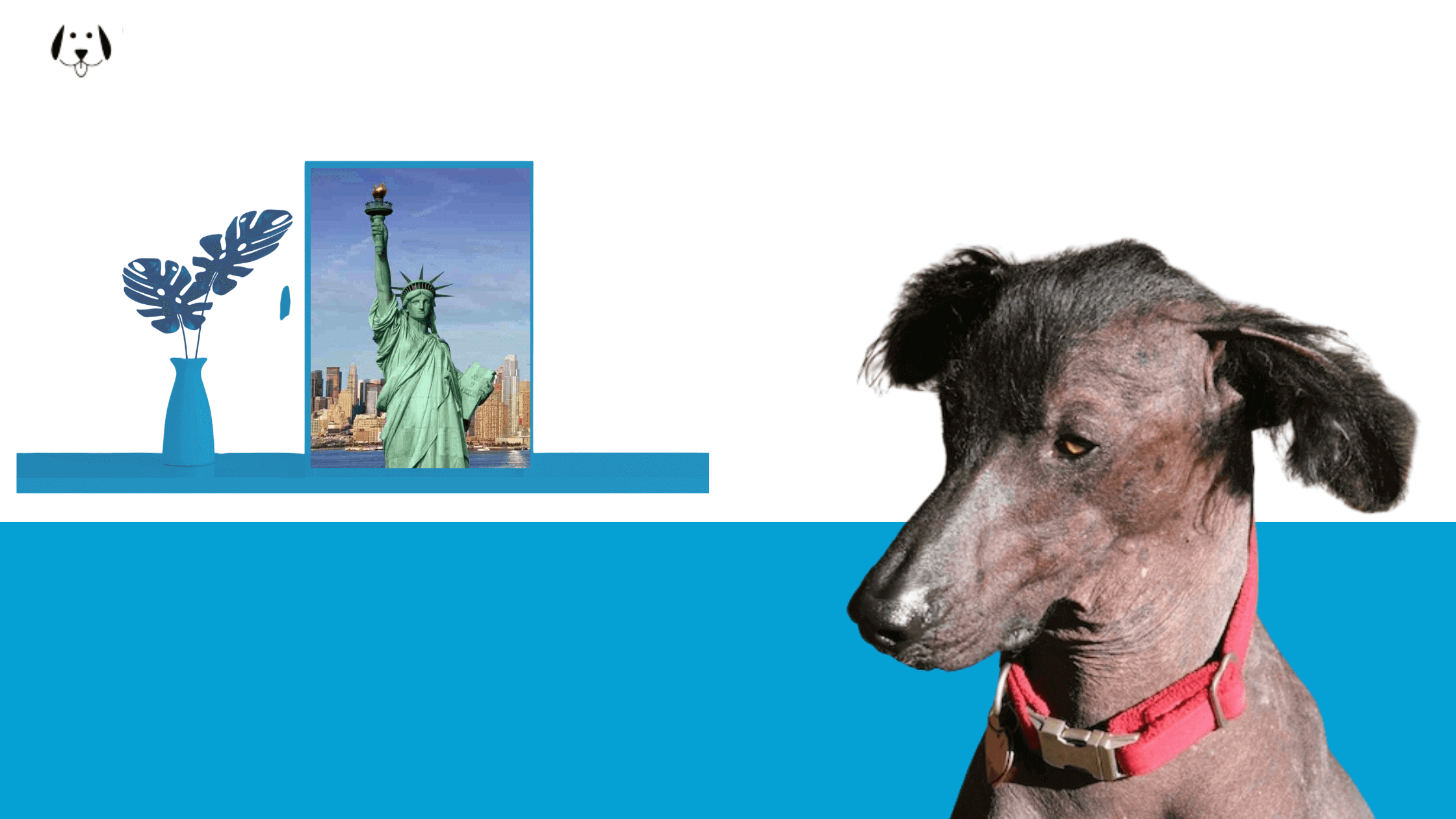 Eight Hairless Dogs (+how to care for them) The Pupper Blog VIP Puppies