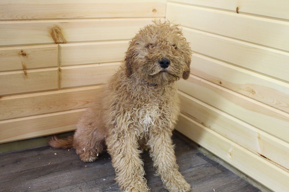 Goldendoodle Puppies Indiana For Sale Best Goldendoodle Breeders In