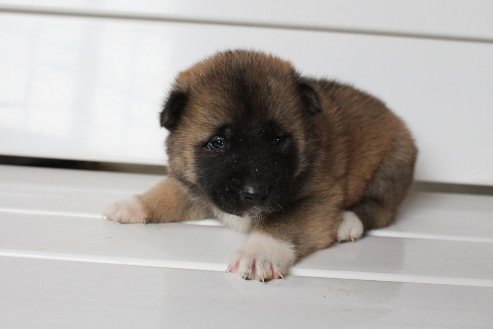 Ollie AKC Akita male puppie for sale near New Haven, Indiana VIP Puppies