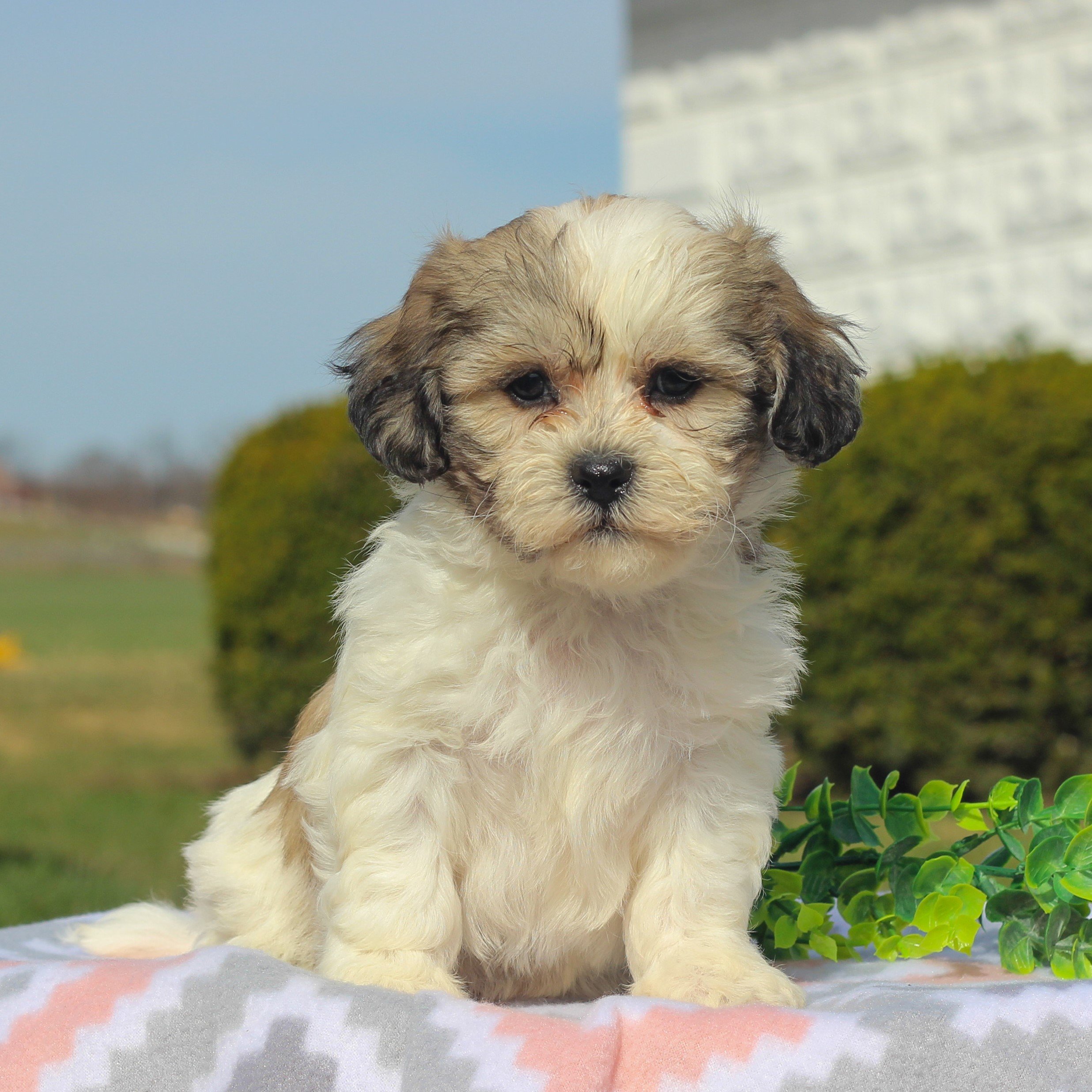 Demi F1 Shichon puppy for sale at Mercersburg