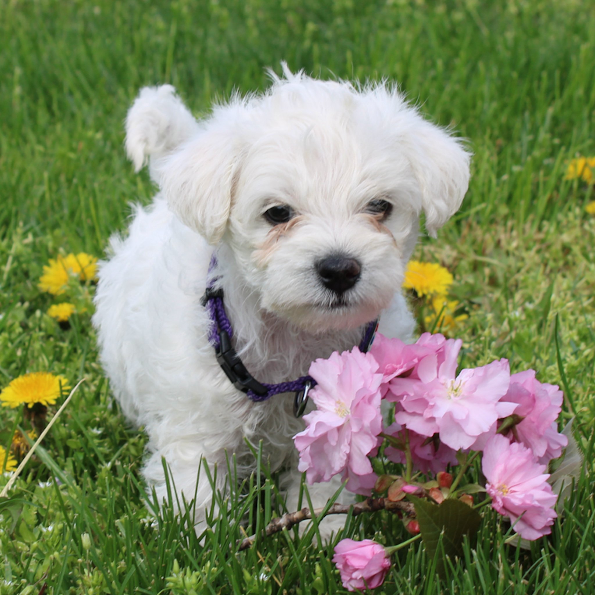 Small Dogs for Sale Small Dog Breeds for Sale Page 2 of 8 VIP Puppies