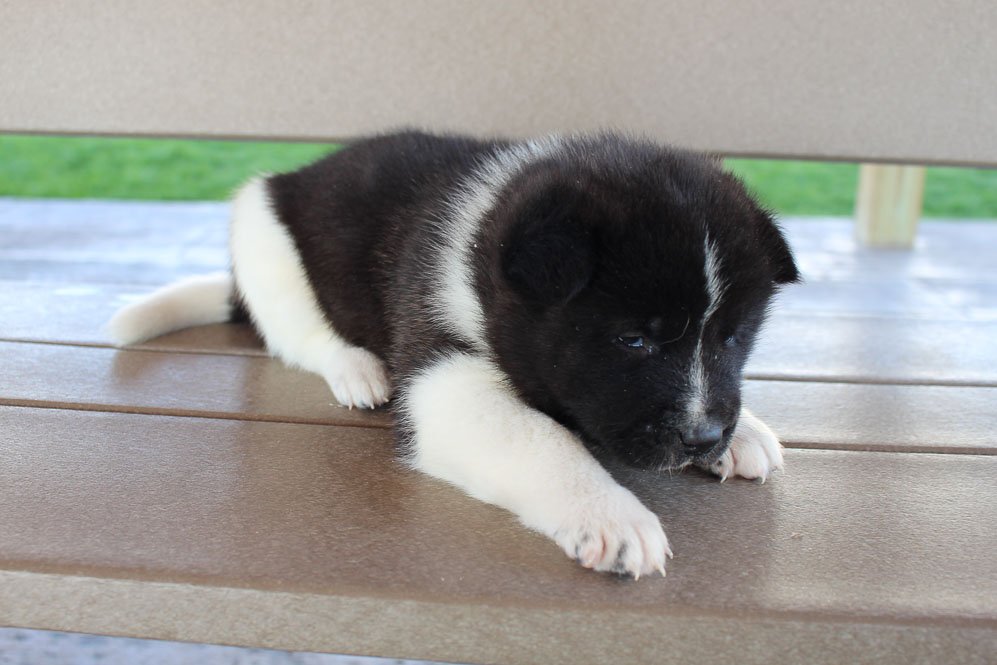 Kiki AKC Akita female pupper for sale at New Haven, Indiana VIP Puppies