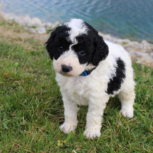 Big Dogs for Sale (near me) Find Your Puppy VIP Puppies