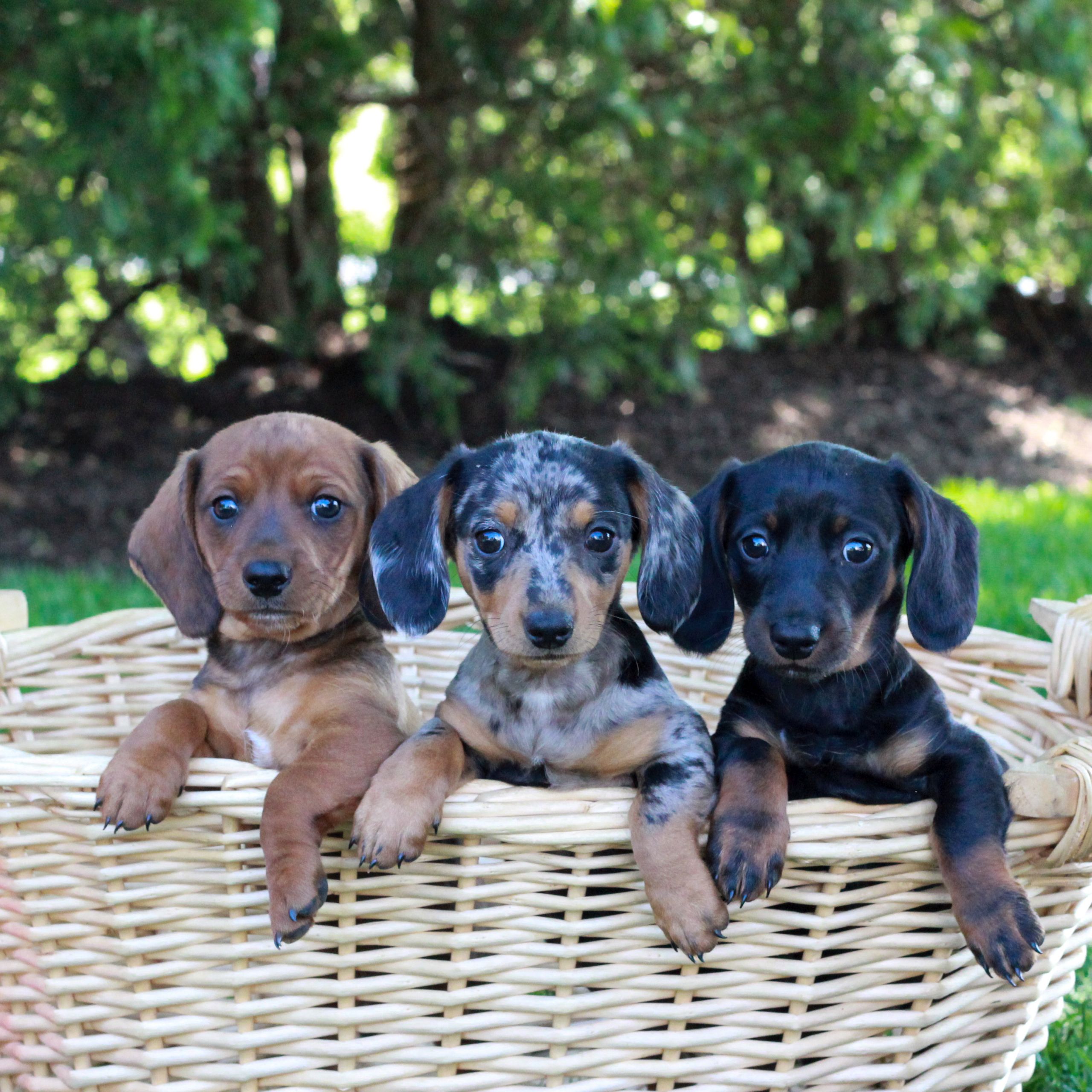 Dachshund For Sale In Pa Dachshund Puppies In Pennsylvania While
