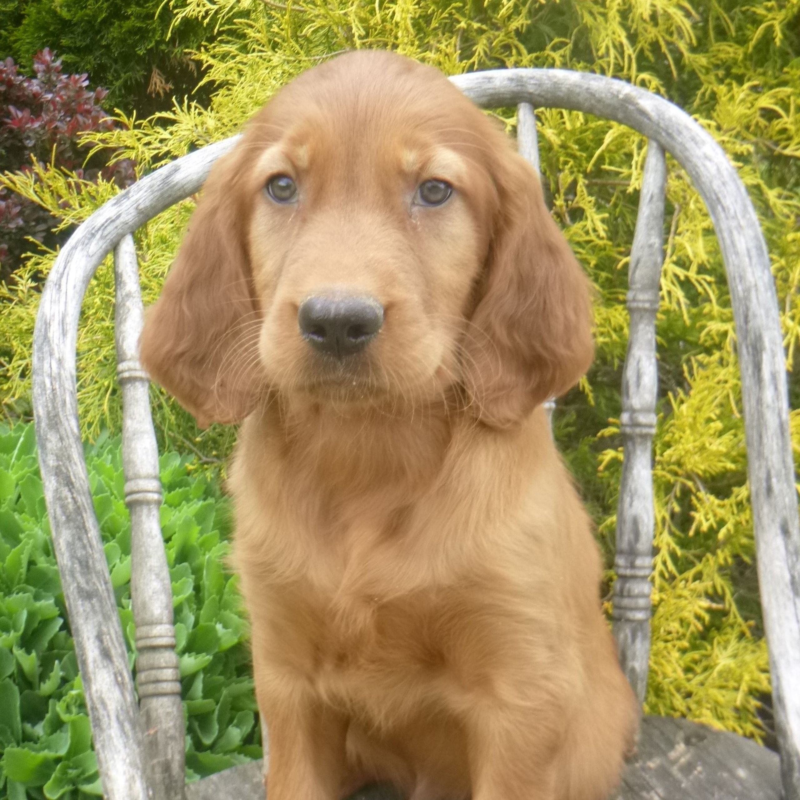 Golden Irish Puppies / Irish Setter Puppies Field Of Dreams Farm