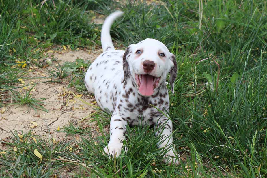 Tony male AKC Dalmatian puppy for sale near Spencerville, Indiana VIP Puppies