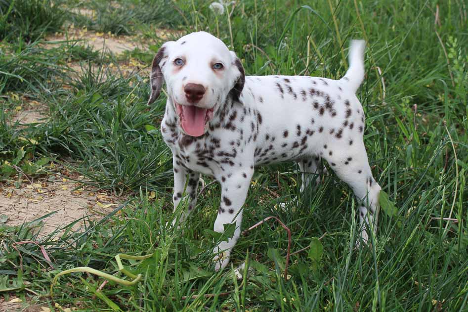 Tony male AKC Dalmatian puppy for sale near Spencerville, Indiana VIP Puppies