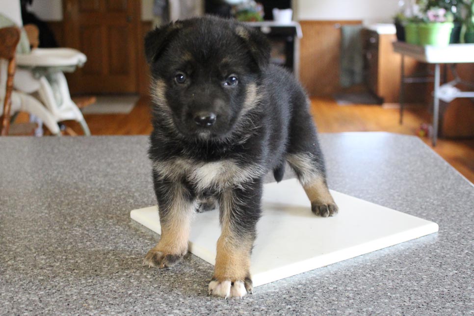 Great Dane Puppies Grabill Indiana / Queenie German