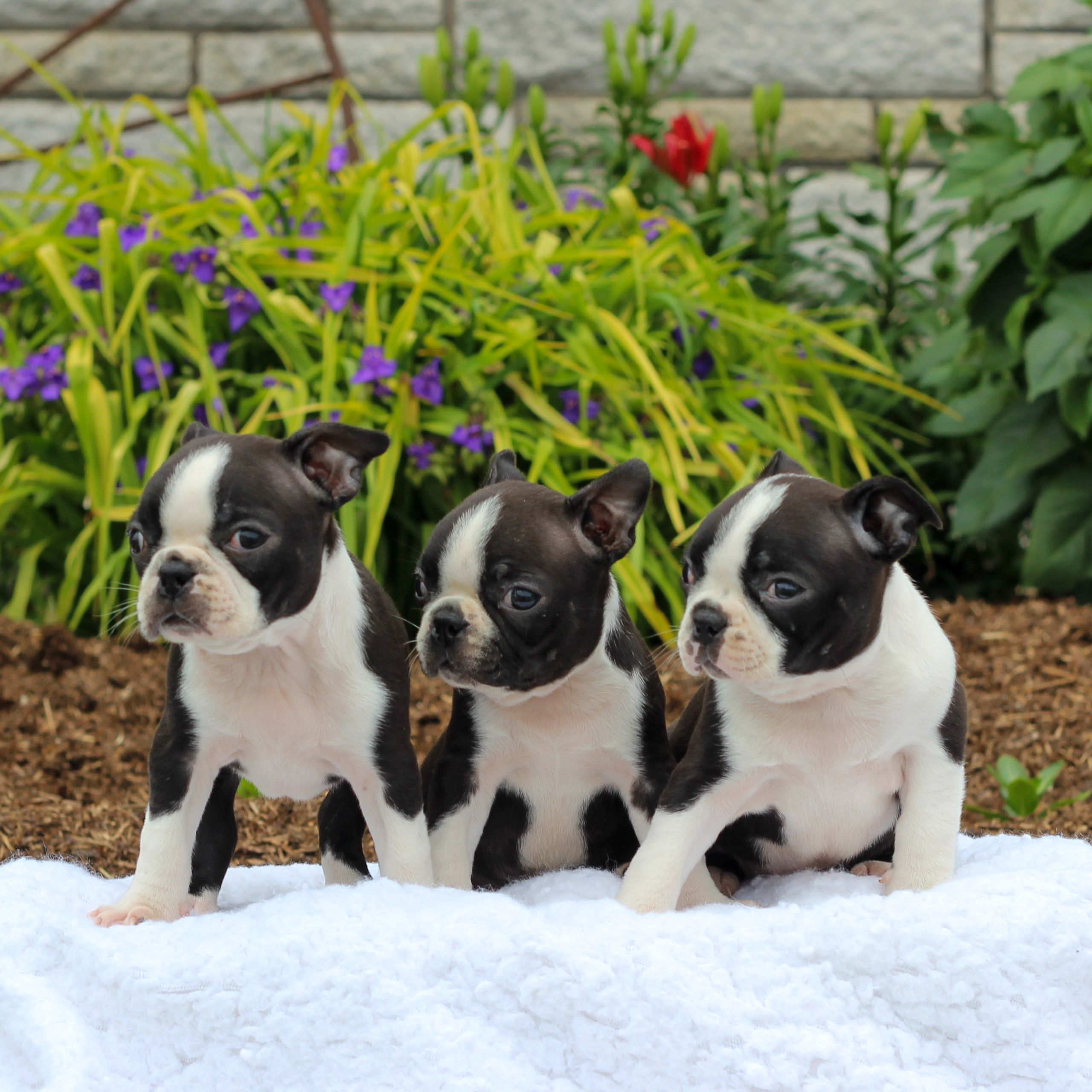 Valery female Boston Terrier puppy for sale at Gordonville