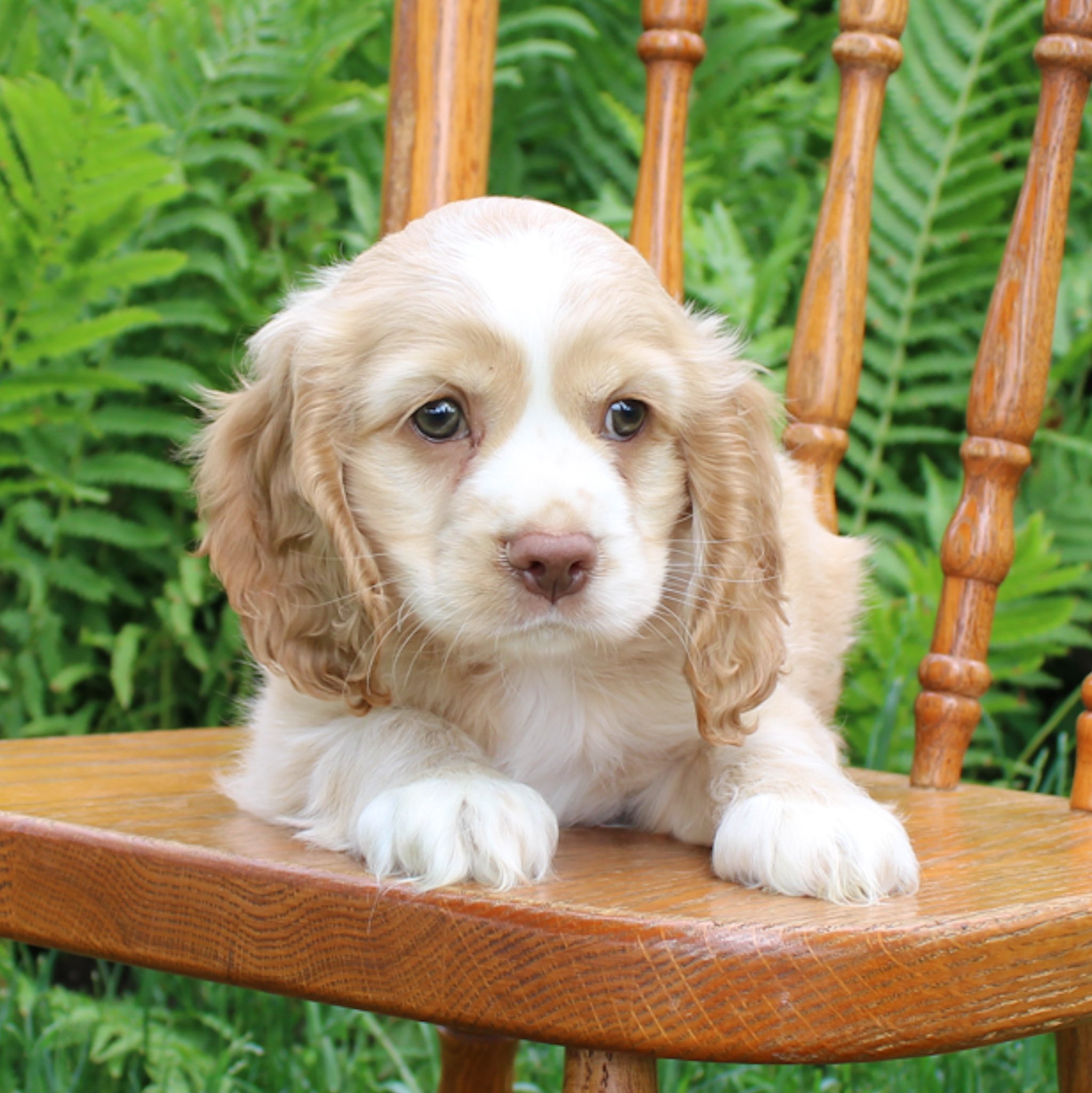 Duke Cocker Spaniel male puppy for sale in Pennsylvania