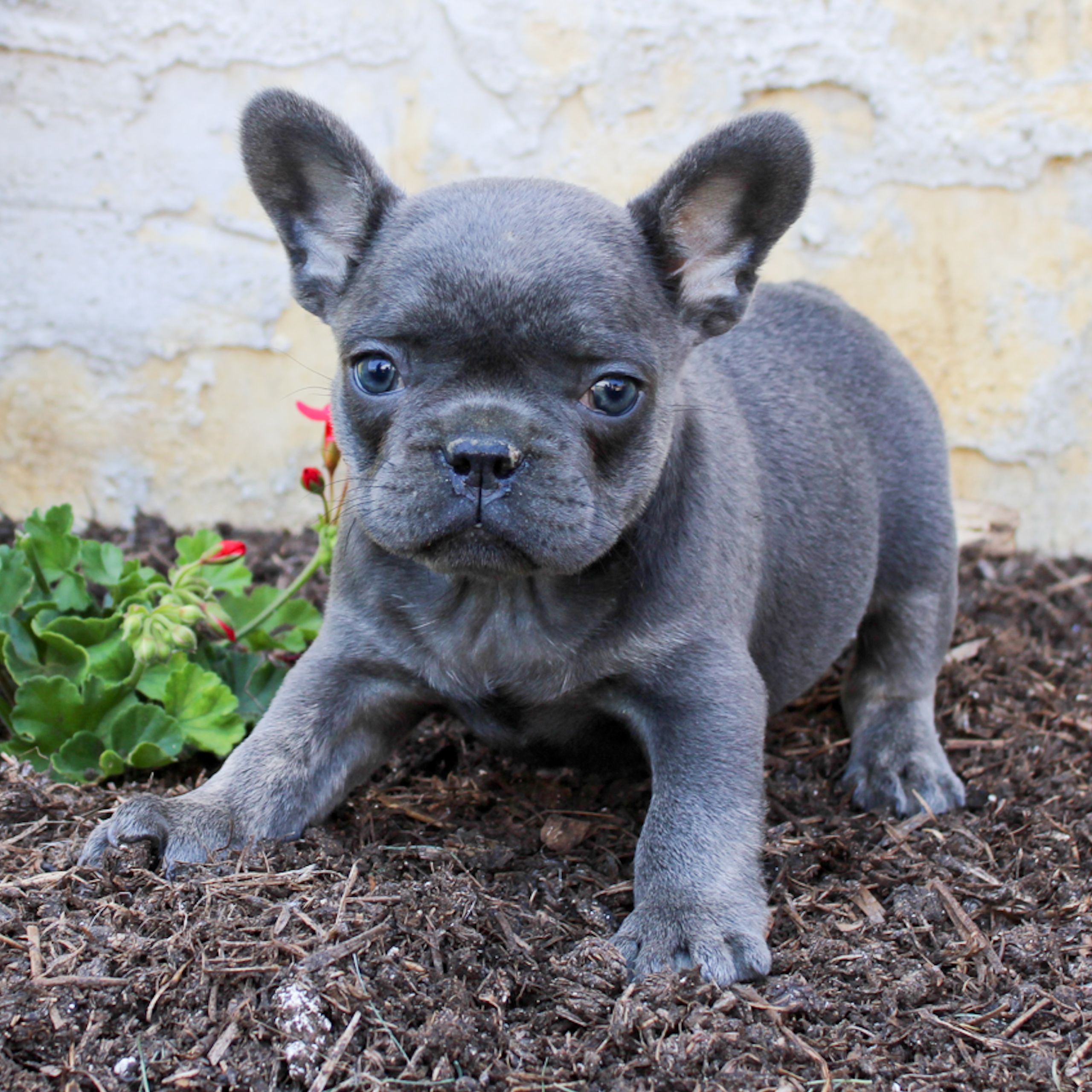 French Bulldog Puppies Pennsylvania / Benji French Bulldog Puppy In
