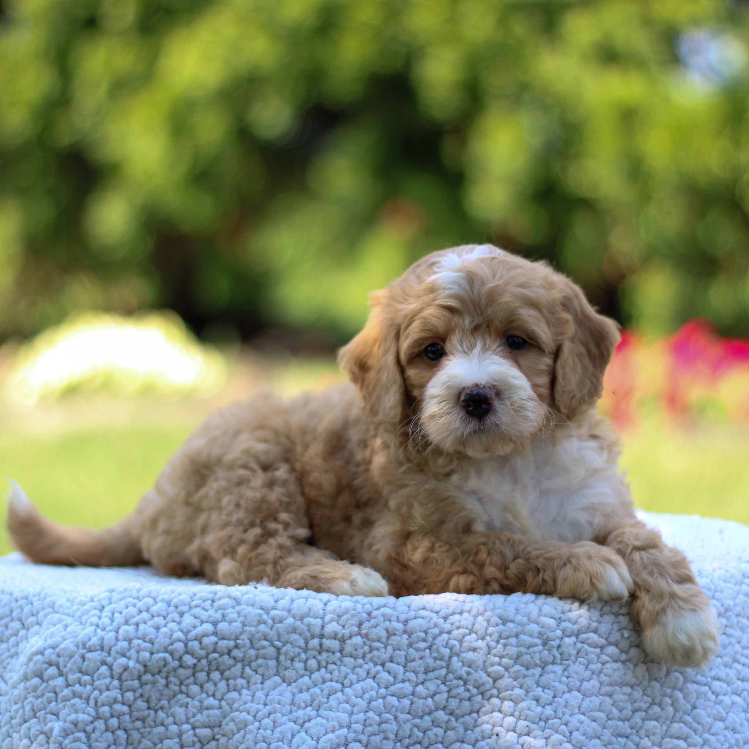 Rita F1b Mini Bernedoodle for sale in Narvon, Pennsylvania VIP Puppies
