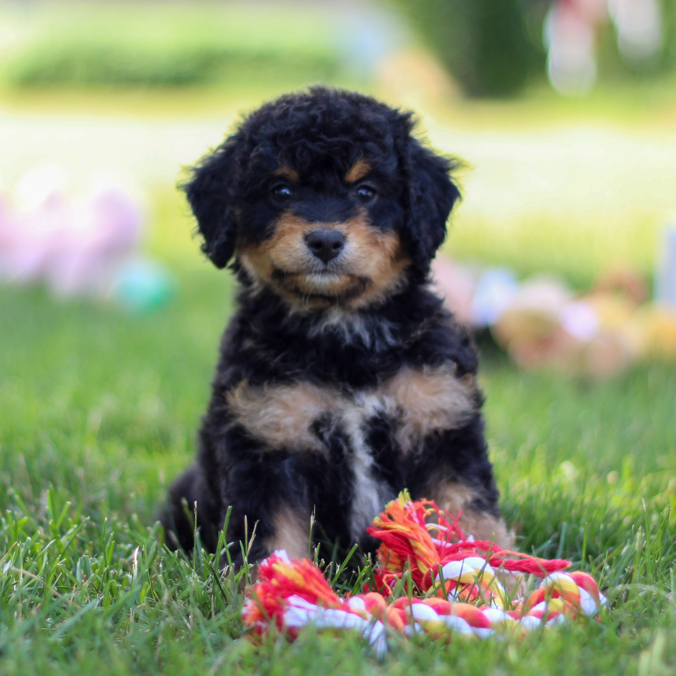 Robin F1b Mini Bernedoodle for sale in Narvon, Pennsylvania VIP Puppies