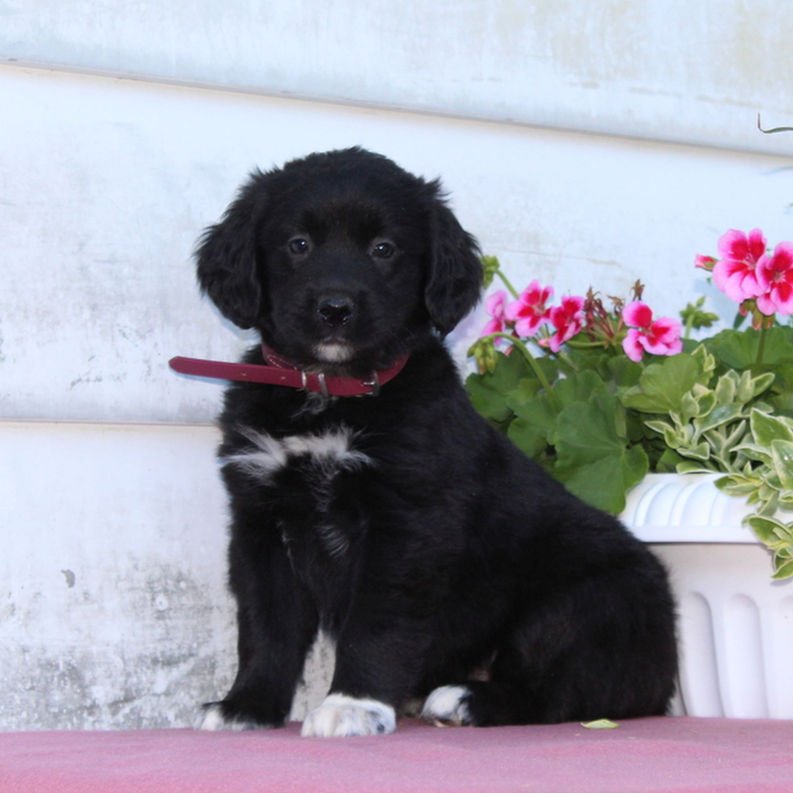 Tasha Bernese Mountain Dog Golden Retriever Mix puppy for sale in Christiana, Pennsylvania