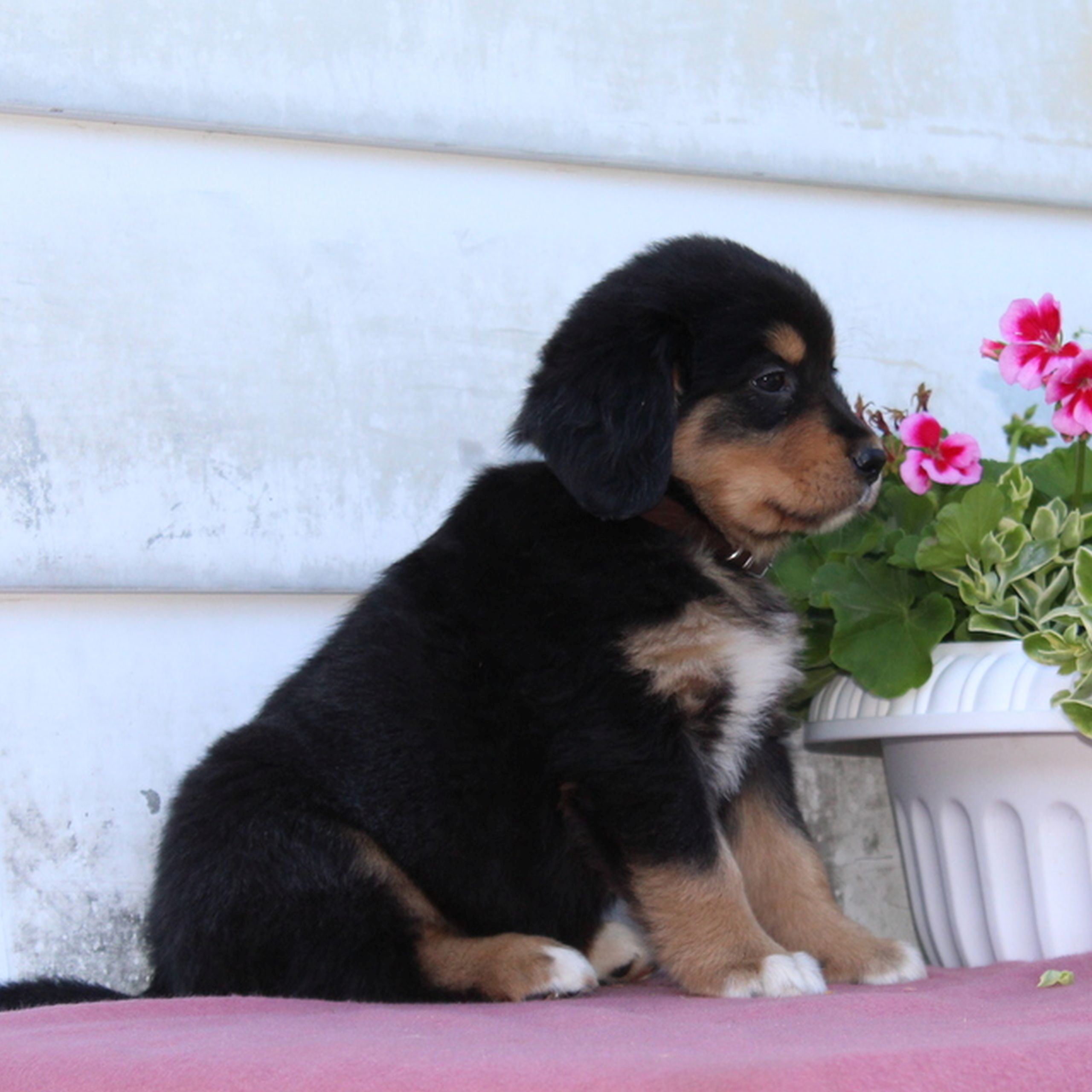 Tucker Bernese Mountain Dog Golden Retriever Mix puppie for sale near Christiana