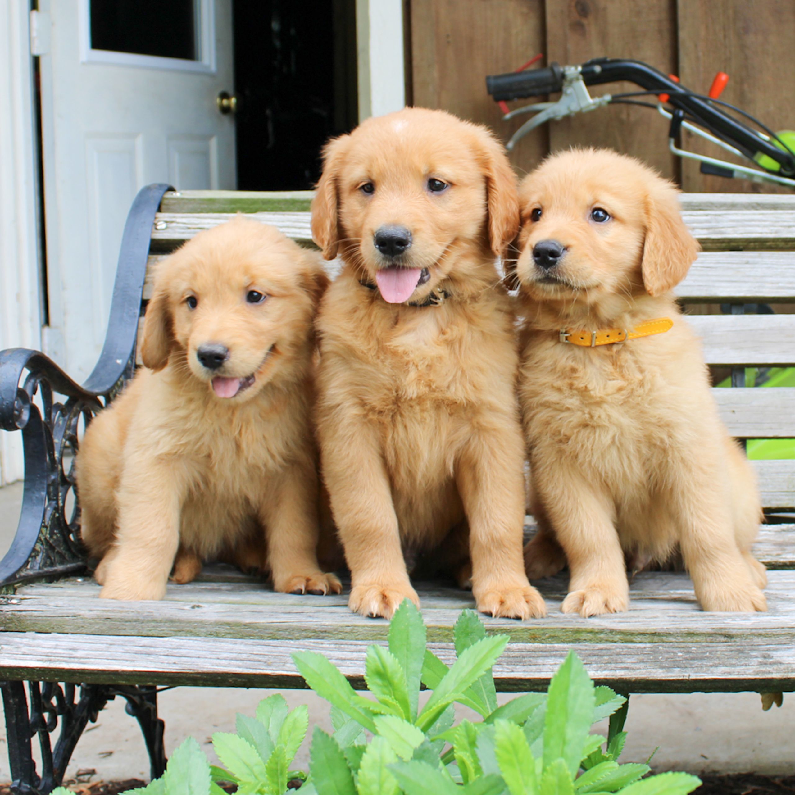 Bobby male ACA Golden Retriever puppy for sale at Narvon
