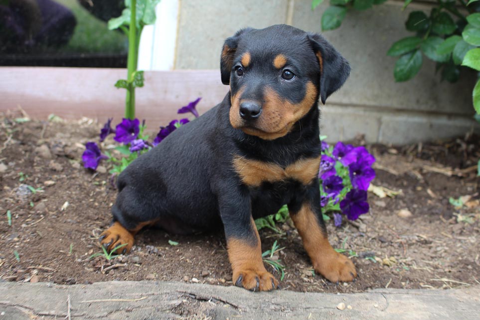 Kenzi RottweilerMiniature Pinscher mix male puppie for sale at