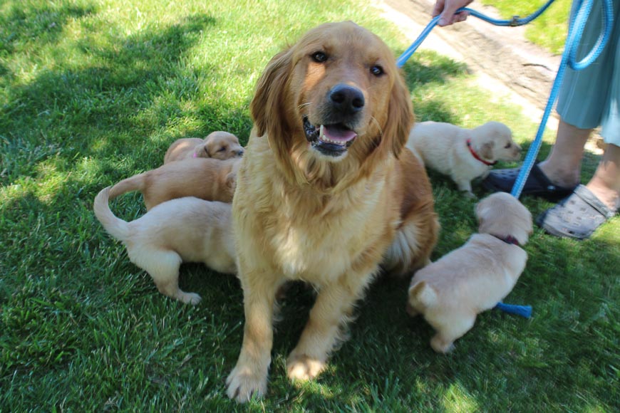 Ranger AKC Golden Retriever male pup for sale at Grabill, Indiana