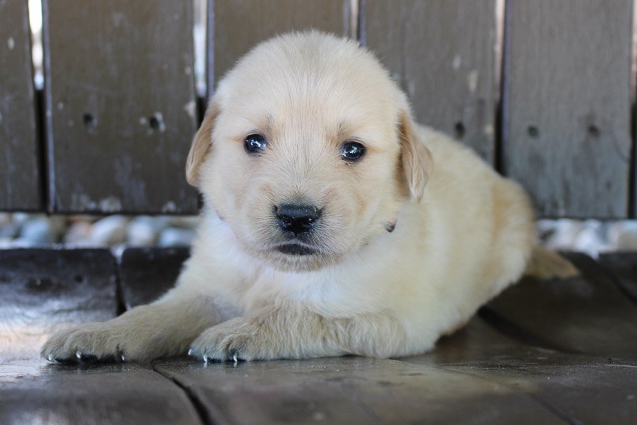 Ranger AKC Golden Retriever male pup for sale at Grabill, Indiana