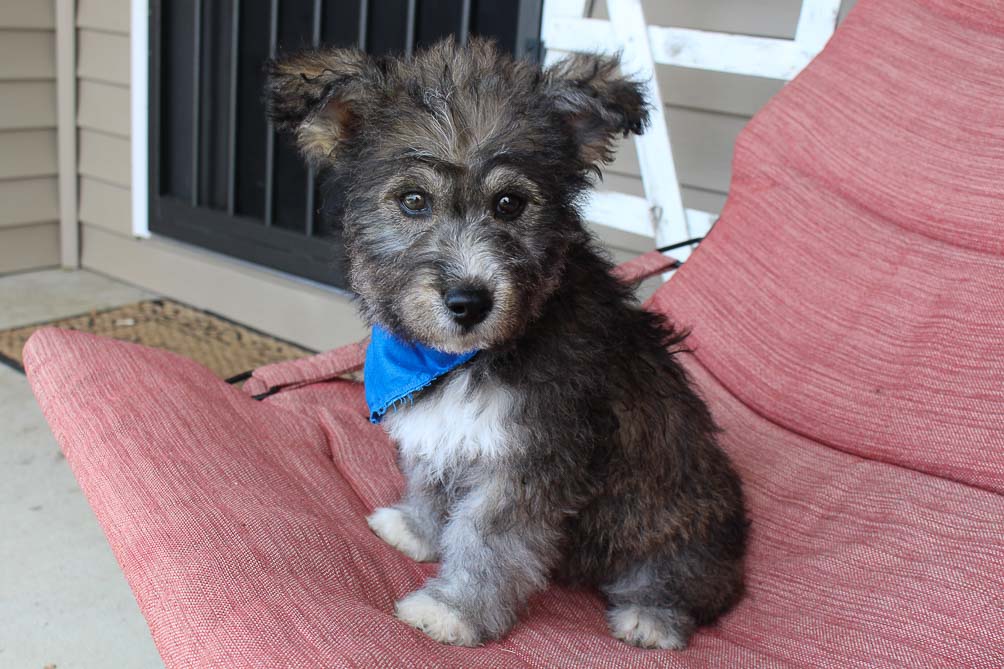 Zeke Huskypoo male doggie for sale in Shipshewana, Indiana VIP Puppies