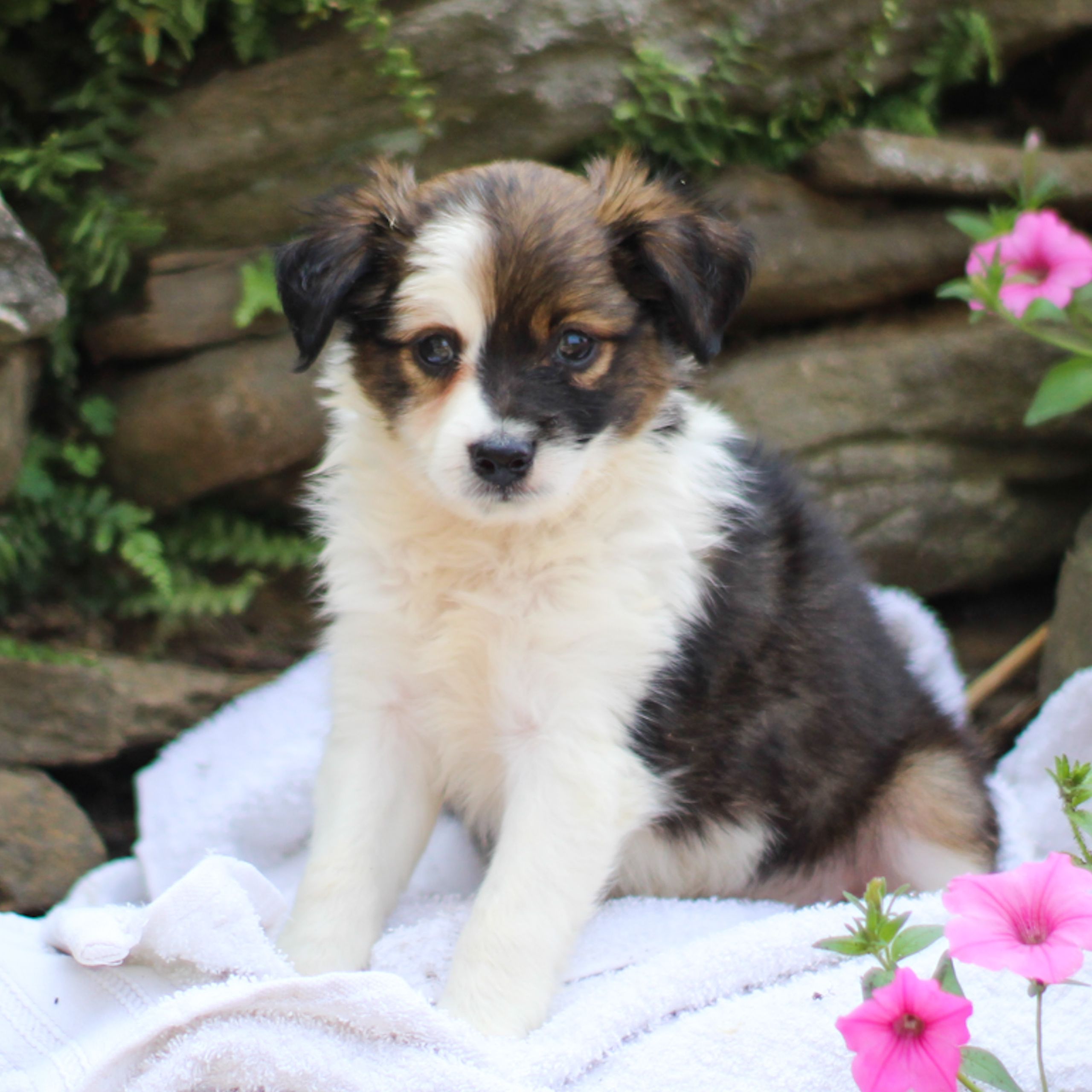 Scout male ACA Mini Australian Shepherd pupper for sale