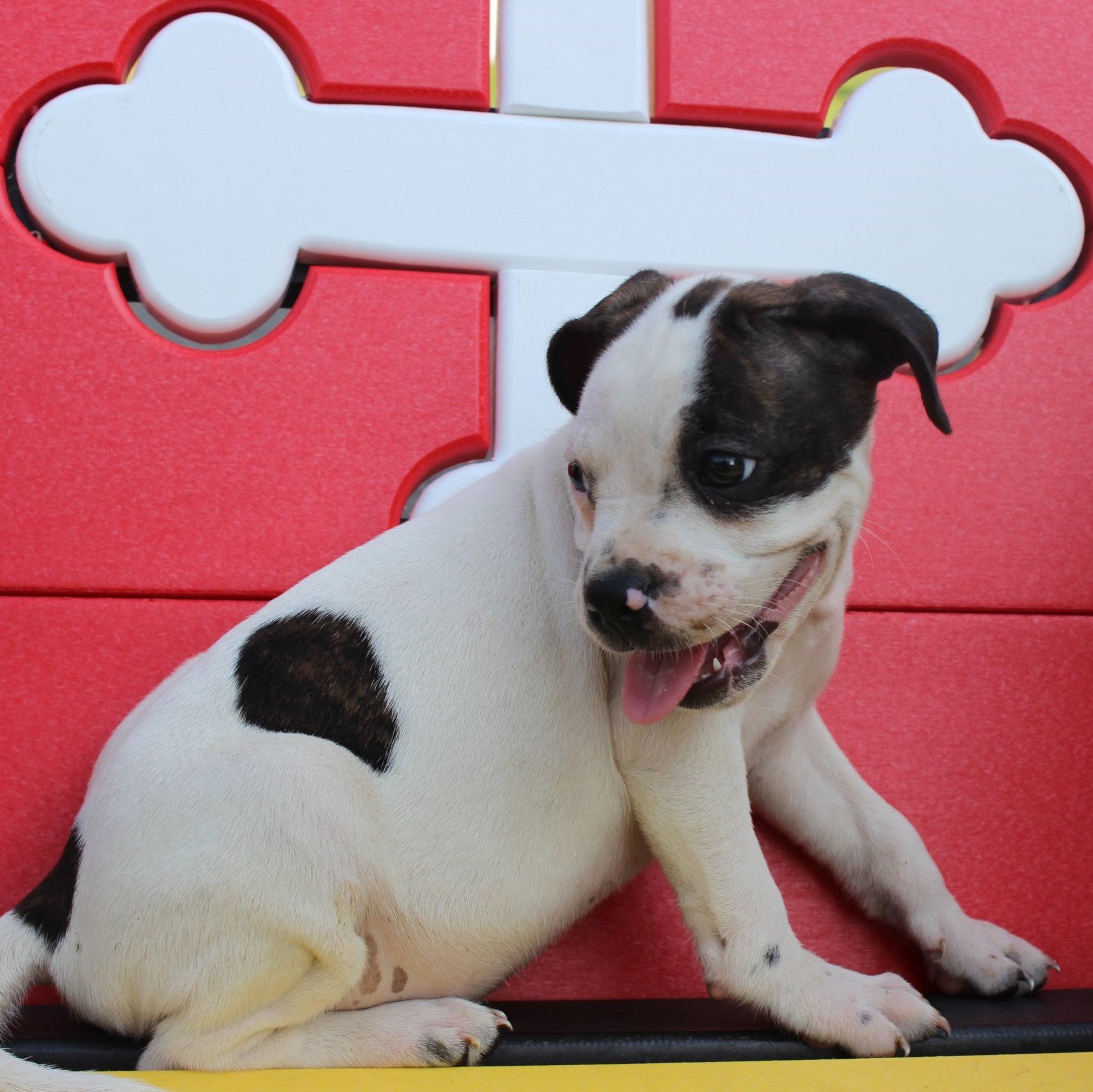 Patrick puppie Boston Terrier/Chihuahua/Mini Pitbull Mix for sale in