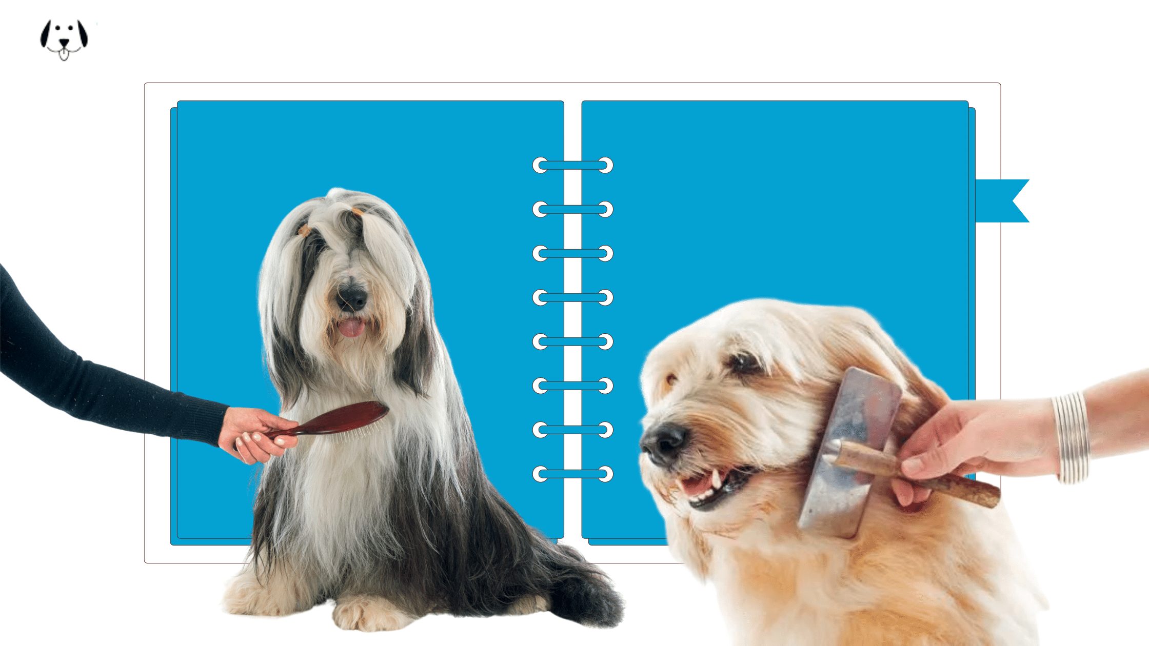 LongHaired Dogs 19 Top Breeds and What to Know About Them VIP Puppies