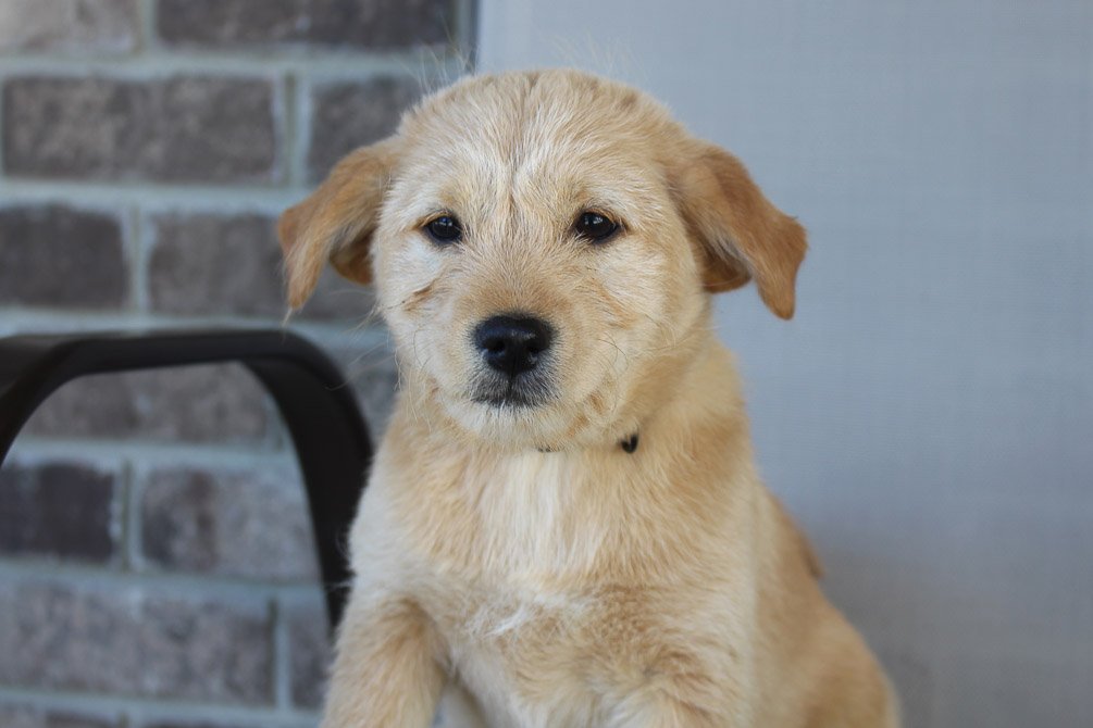 Tammy PoodleShiba Inu mix puppy for sale in New Haven, Indiana VIP
