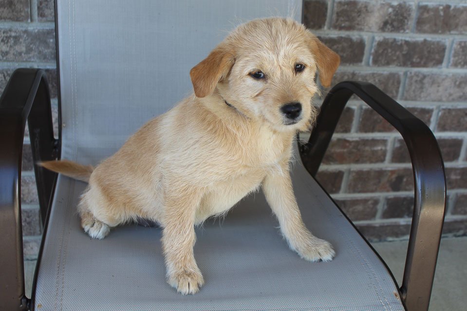 Tammy PoodleShiba Inu mix puppy for sale in New Haven, Indiana VIP