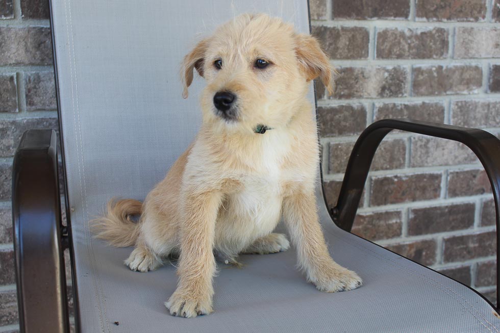Timmy PoodleShiba Inu mix male puppie for sale in New Haven, Indiana