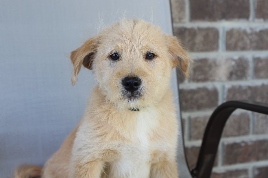 Timmy PoodleShiba Inu mix male puppie for sale in New Haven, Indiana