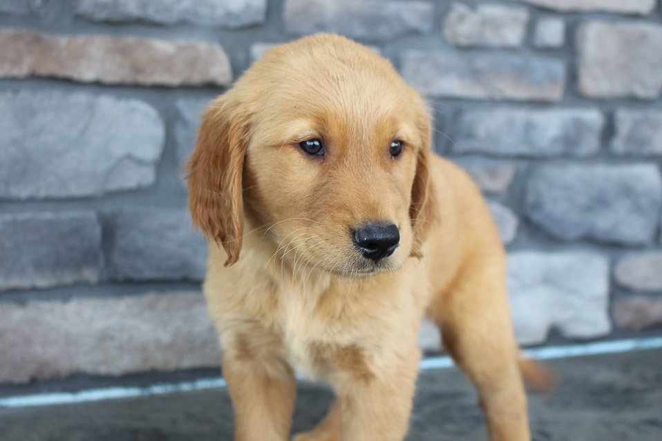 Dominik AKC Golden Retriever male puppie for sale in Grabill, Indiana