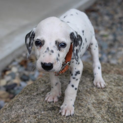 Stanley male AKC Dalmatian puppy for sale near New Haven, Indiana VIP Puppies