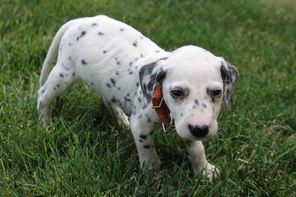 Stanley male AKC Dalmatian puppy for sale near New Haven, Indiana VIP Puppies