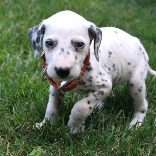 Stanley male AKC Dalmatian puppy for sale near New Haven, Indiana VIP Puppies