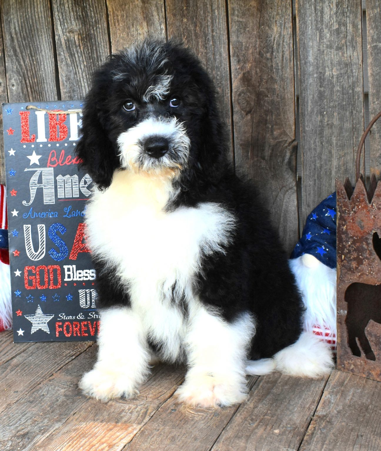Abby ACA Sheepadoodle male pup for sale at Abilene, Texas VIP Puppies