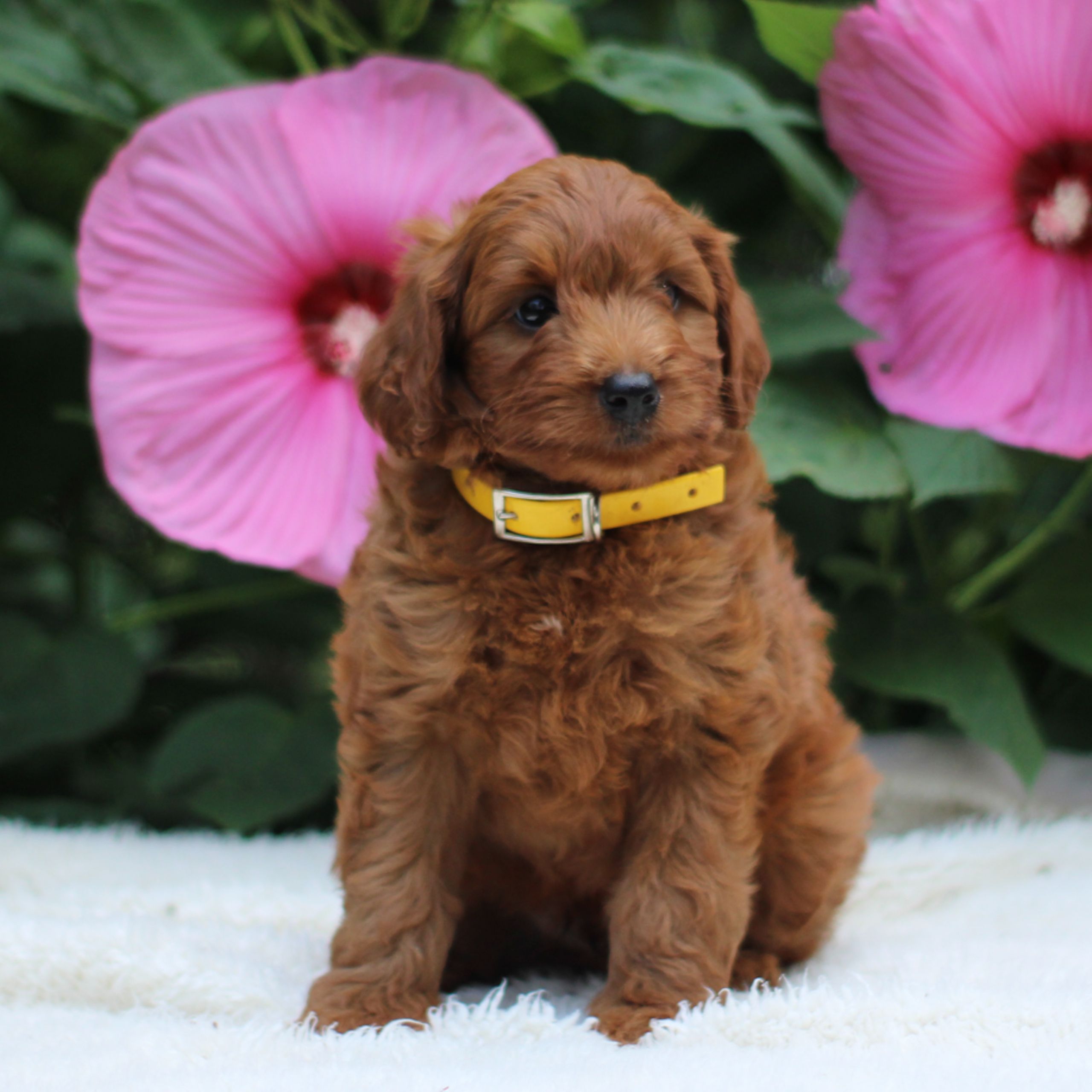 Camo F1b Mini Labradoodle puppy for sale near BirdinHand