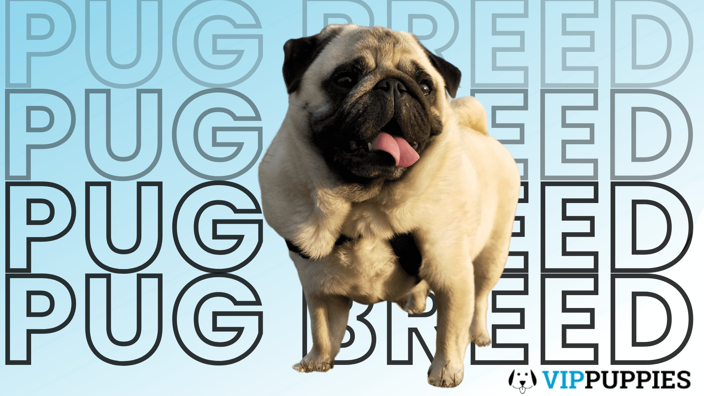 Whats Wrong With Pugs