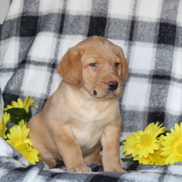 Shep ACA Fox Red Labrador retriever VIP Puppies