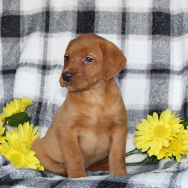 Stella ACA Fox Red Labrador retriever VIP Puppies