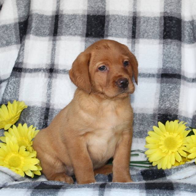 Sunshine ACA Fox Red Labrador retriever VIP Puppies