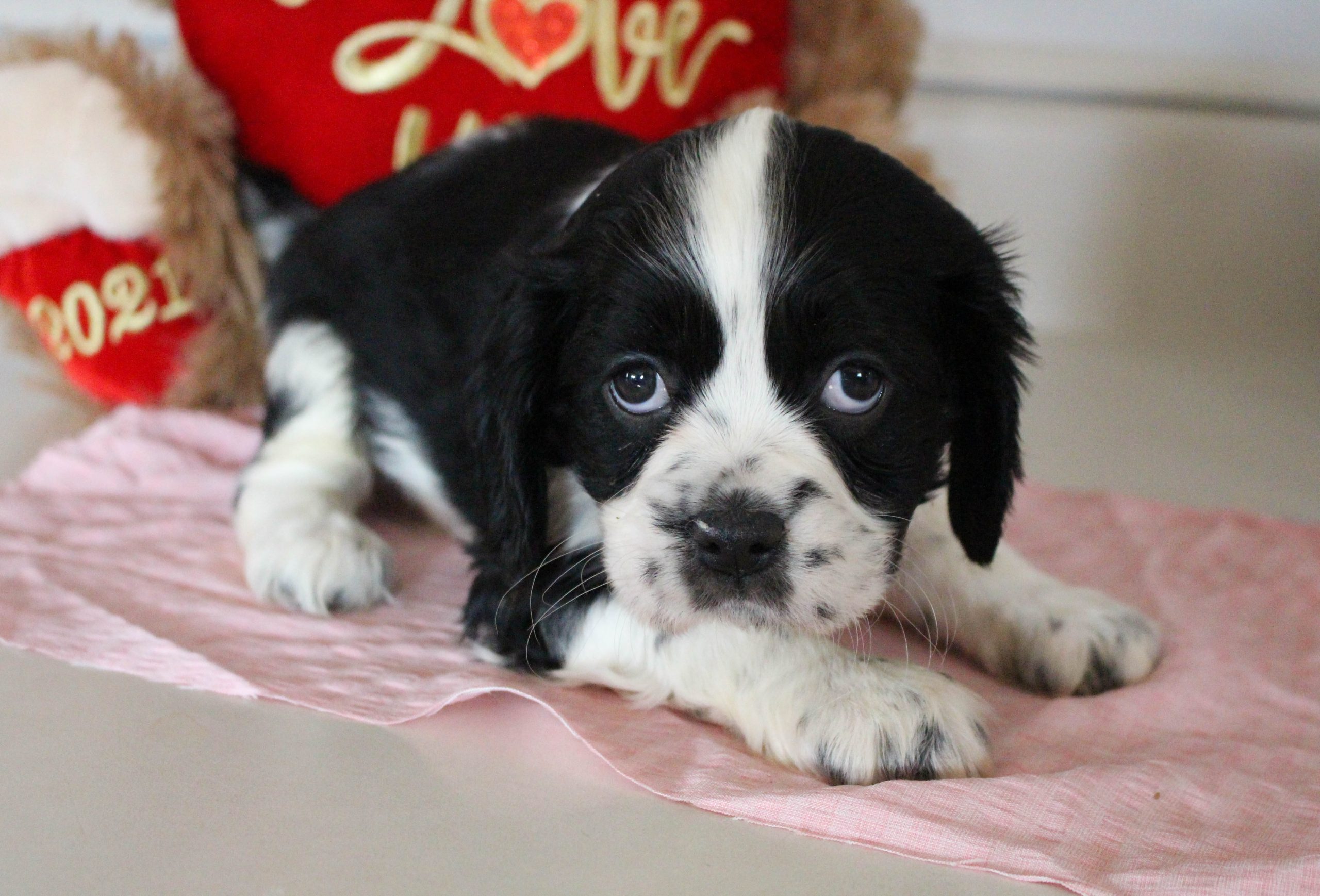 Brittany Cockalier female puppy for sale in Grabill