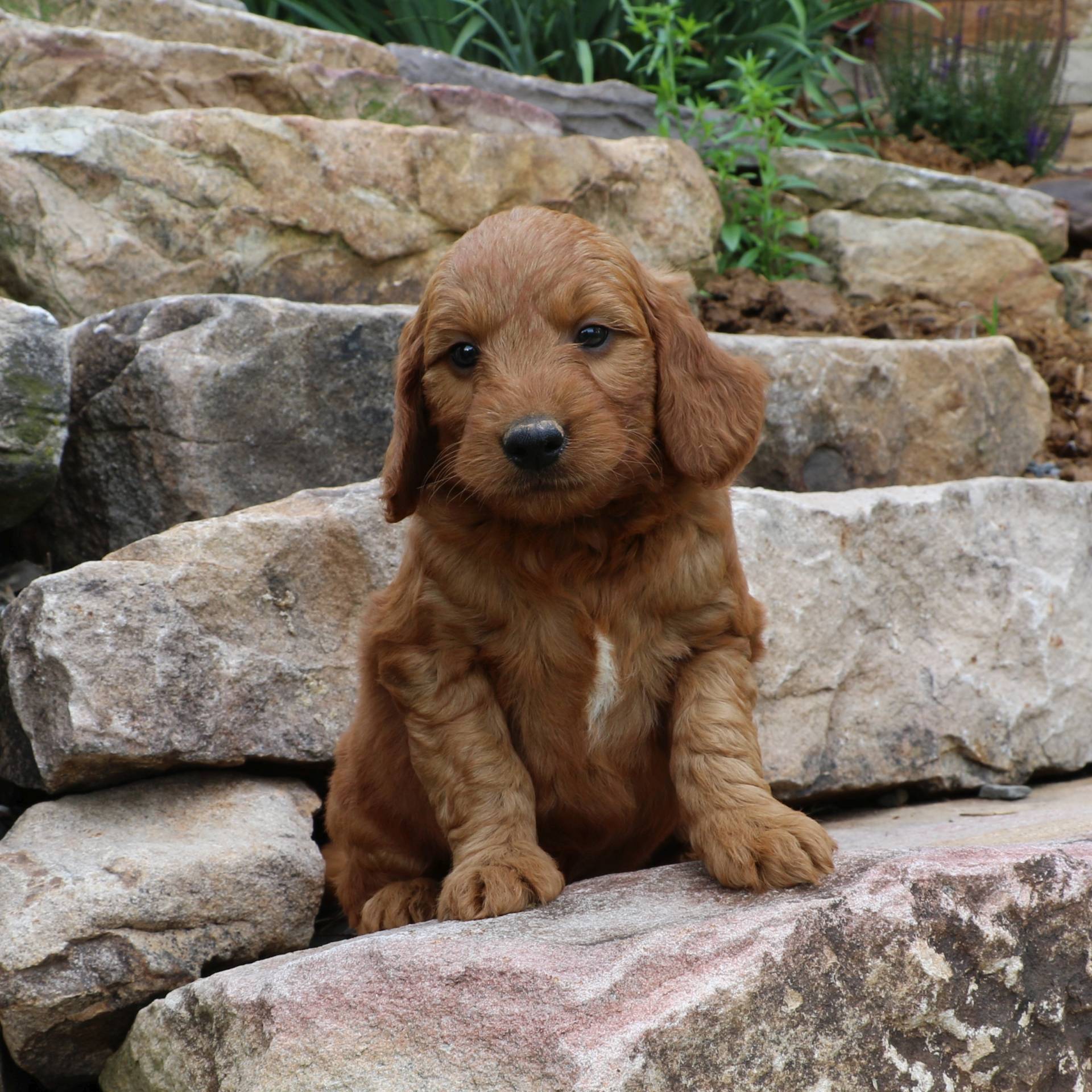 Mike f1 Mini Goldendoodle doggo for sale near Millersburg