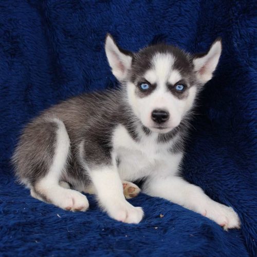 Siberian Husky Puppies for Sale Find Siberian Huskies for Sale VIP